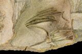 Plate Of Ordovician Crinoid Fossils - Marzane, Morocco #171270-5